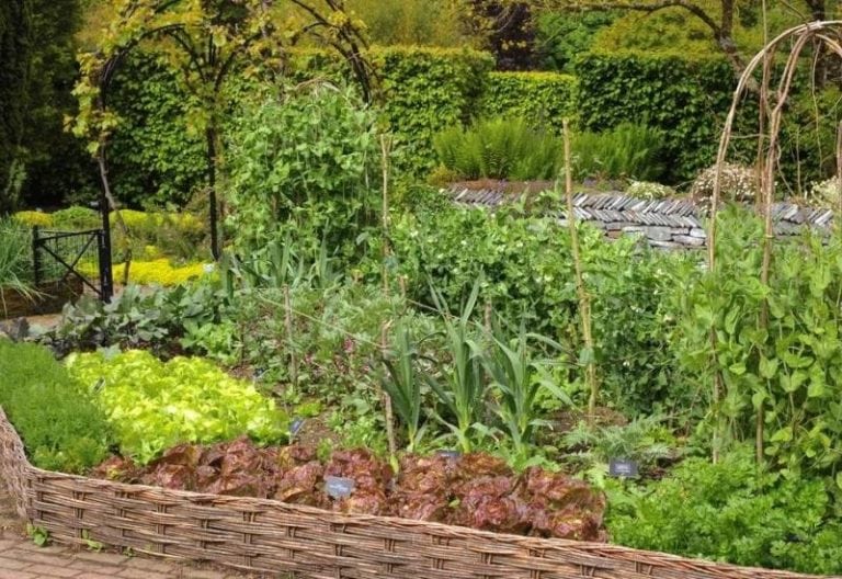 10 Vegetables And 7 Flowers To Plant In August