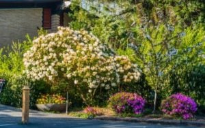 14 Summer Flowering Shrubs For Adding Long-Lasting Color To Your Garden