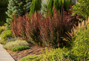 15 Fast-Growing Shrubs You Can Plant for Privacy Without Worrying They’ll Take Over