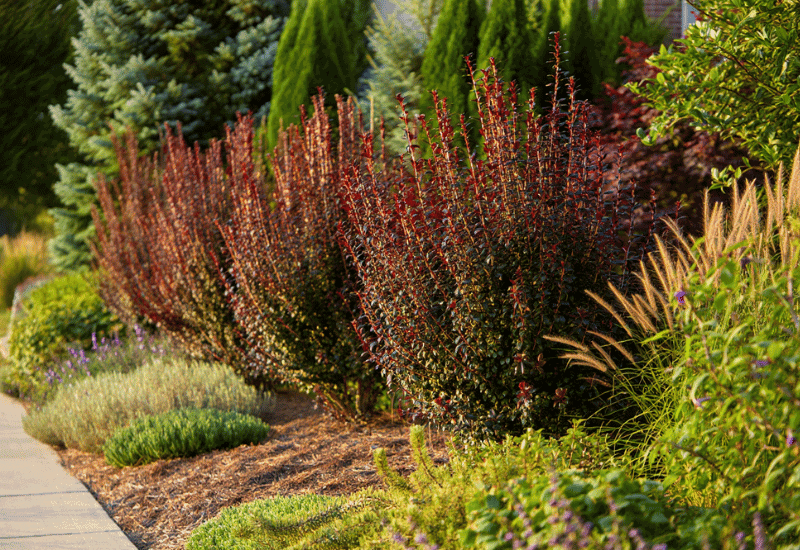 15 Fast-Growing Shrubs You Can Plant for Privacy Without Worrying They’ll Take Over 1 15 Fast-Growing Shrubs You Can Plant for Privacy Without Worrying They’ll Take Over