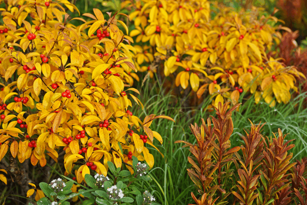 15 Fast-Growing Shrubs You Can Plant for Privacy Without Worrying They’ll Take Over 2 15 Fast-Growing Shrubs You Can Plant for Privacy Without Worrying They’ll Take Over 1