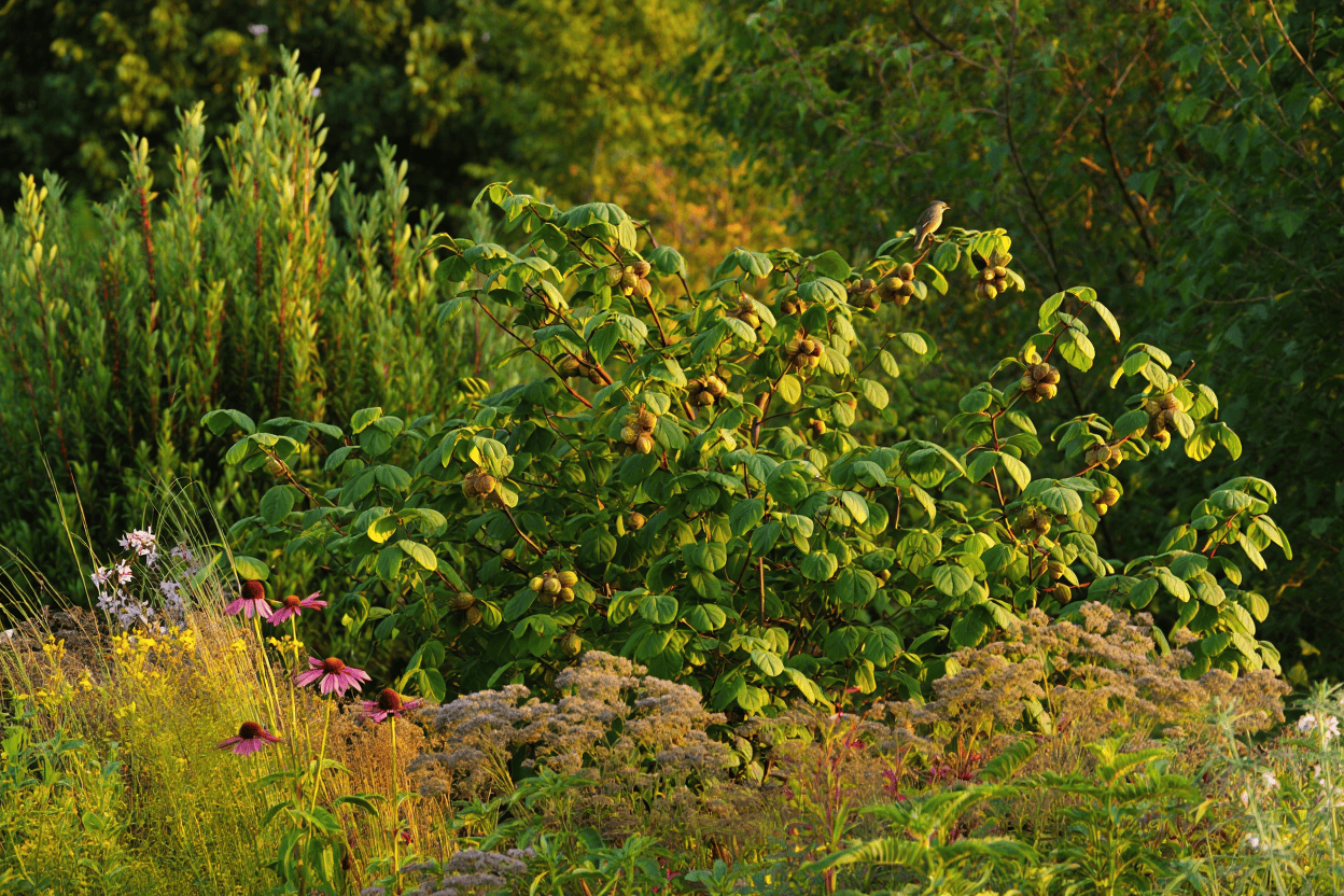 15 Fast-Growing Shrubs You Can Plant for Privacy Without Worrying They’ll Take Over 9 15 Fast-Growing Shrubs You Can Plant for Privacy Without Worrying They’ll Take Over 8