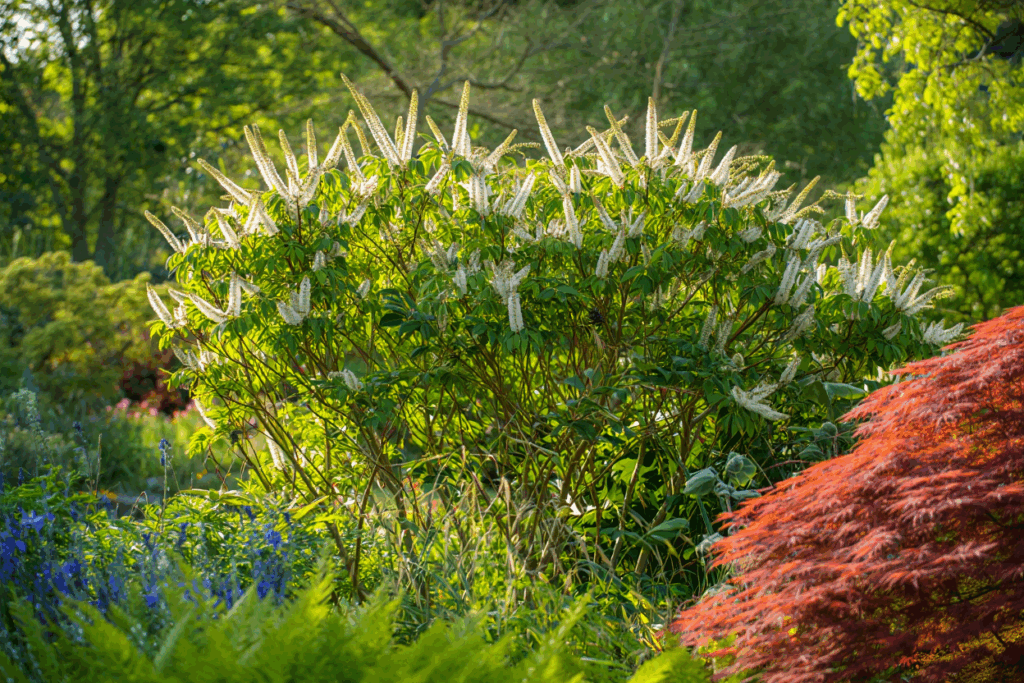 15 Fast-Growing Shrubs You Can Plant for Privacy Without Worrying They’ll Take Over 8 15 Fast-Growing Shrubs You Can Plant for Privacy Without Worrying They’ll Take Over 7