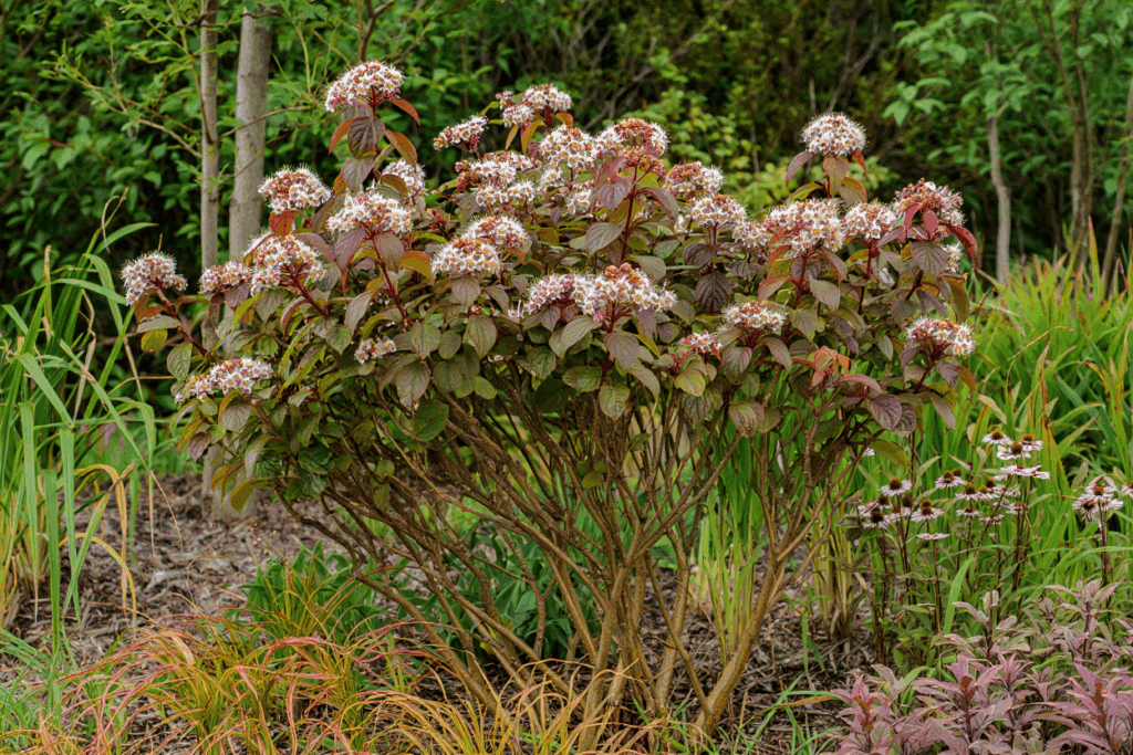 15 Fast-Growing Shrubs You Can Plant for Privacy Without Worrying They’ll Take Over 19 15 Fast-Growing Shrubs You Can Plant for Privacy Without Worrying They’ll Take Over 17