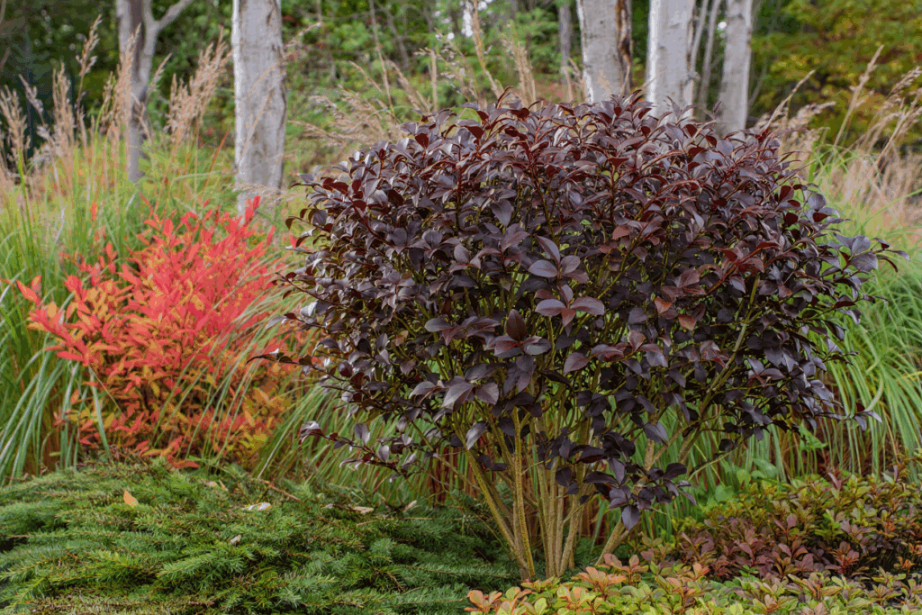 15 Fast-Growing Shrubs You Can Plant for Privacy Without Worrying They’ll Take Over 15 15 Fast-Growing Shrubs You Can Plant for Privacy Without Worrying They’ll Take Over 13