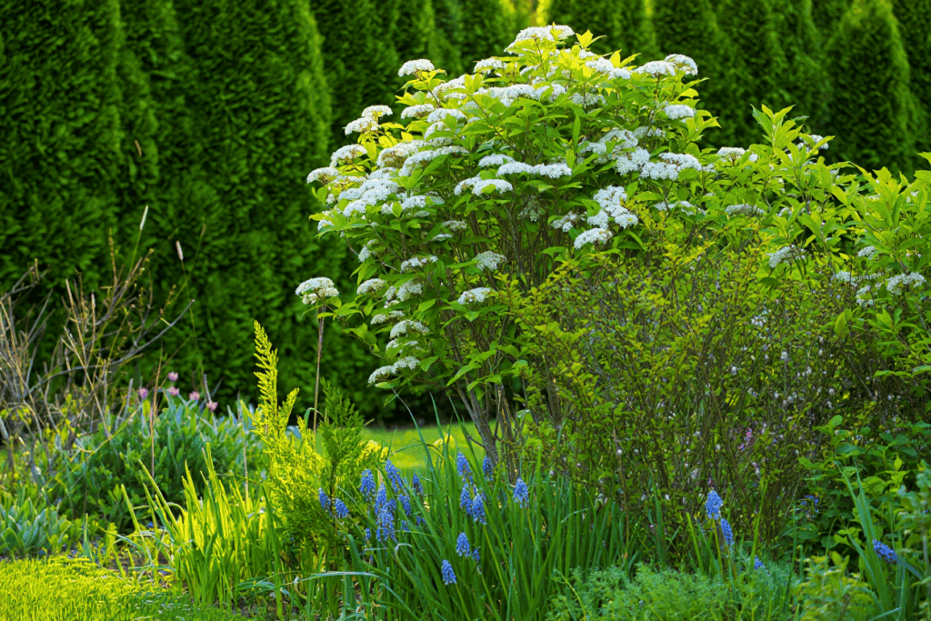 15 Fast-Growing Shrubs You Can Plant for Privacy Without Worrying They’ll Take Over 3 15 Fast-Growing Shrubs You Can Plant for Privacy Without Worrying They’ll Take Over 2