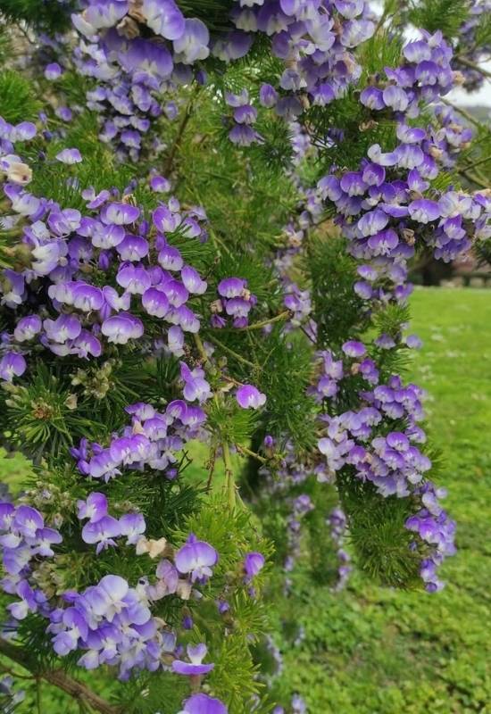 30 Shade Loving Shrubs To Brighten Up Those Dark Corner Of Your Garden 7 African Scurf Pea (Psoralea pinnata)