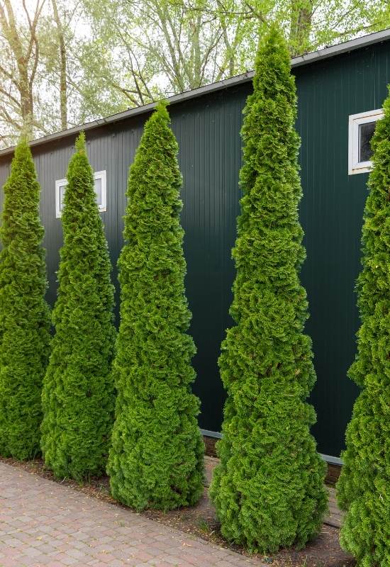 American Arborvitae (Thuja occidentalis