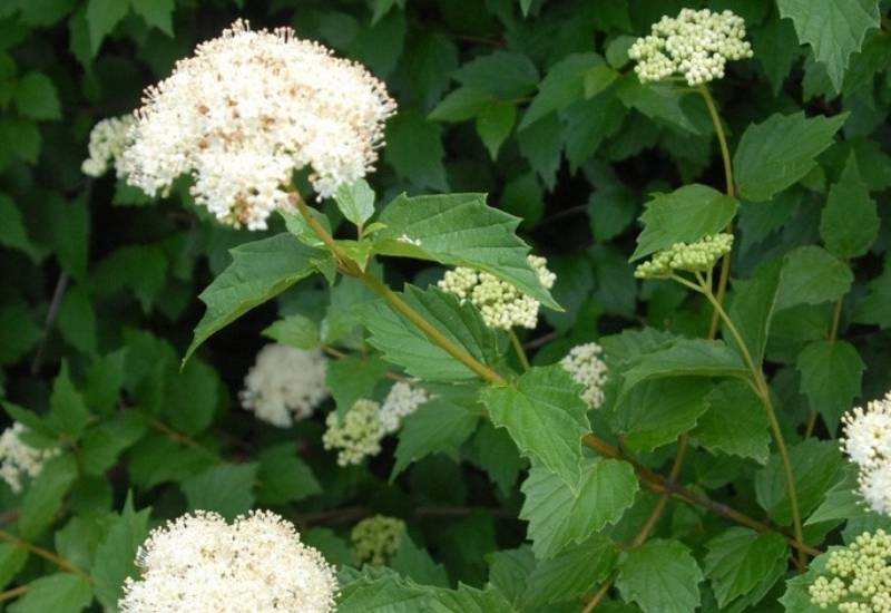 30 Shade Loving Shrubs To Brighten Up Those Dark Corner Of Your Garden 35 Arrowwood (Viburnum x bodnantense ‘Darwin’)