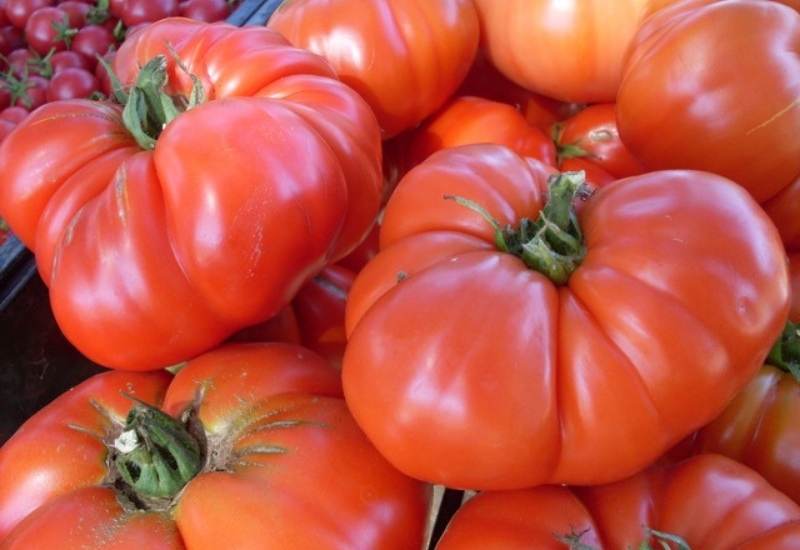 How To Grow Huge And Juicy Beefsteak Tomatoes In Your Garden 1