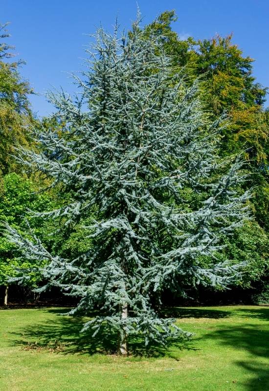 12 DIFFERENT TYPES OF CEDAR TREES WITH PICTURES visual data 8