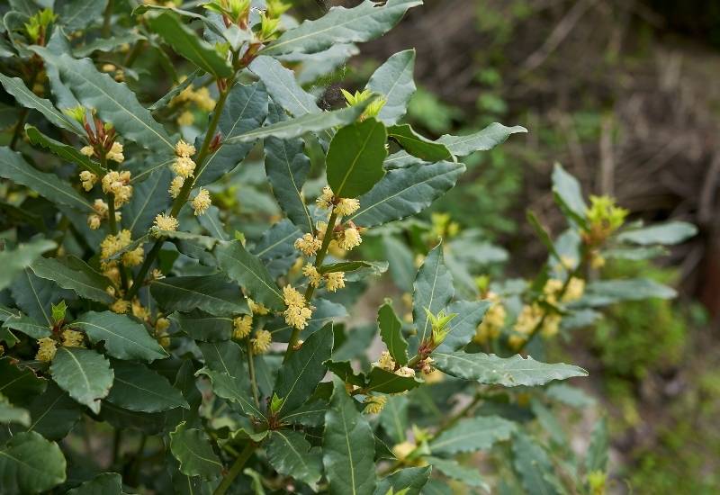 30 Shade Loving Shrubs To Brighten Up Those Dark Corner Of Your Garden 26 Bay Laurel (Laurus nobilis)