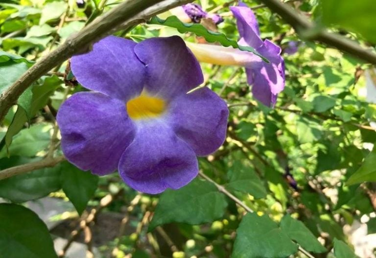 14 Gorgeous Purple Flowering Vines to Brighten Your Garden