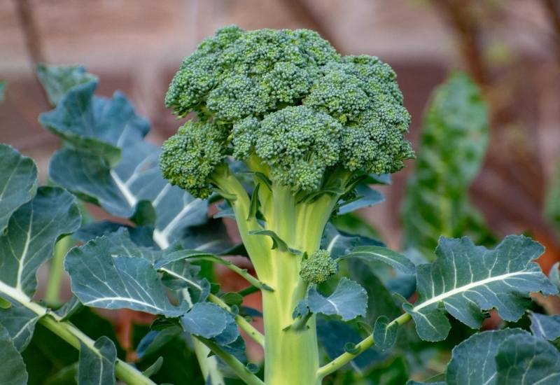 Broccoli, Cauliflower, and Cabbage