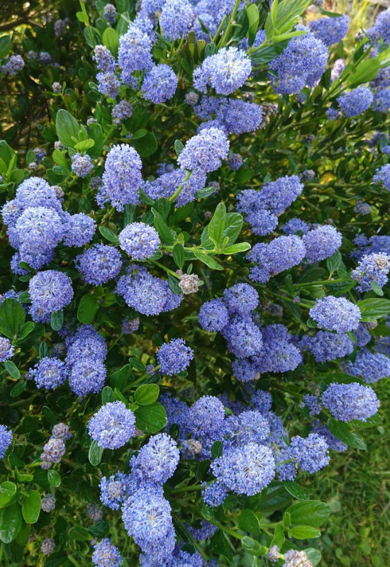30 Shade Loving Shrubs To Brighten Up Those Dark Corner Of Your Garden 23 California Lilac (Ceanothus spp.)