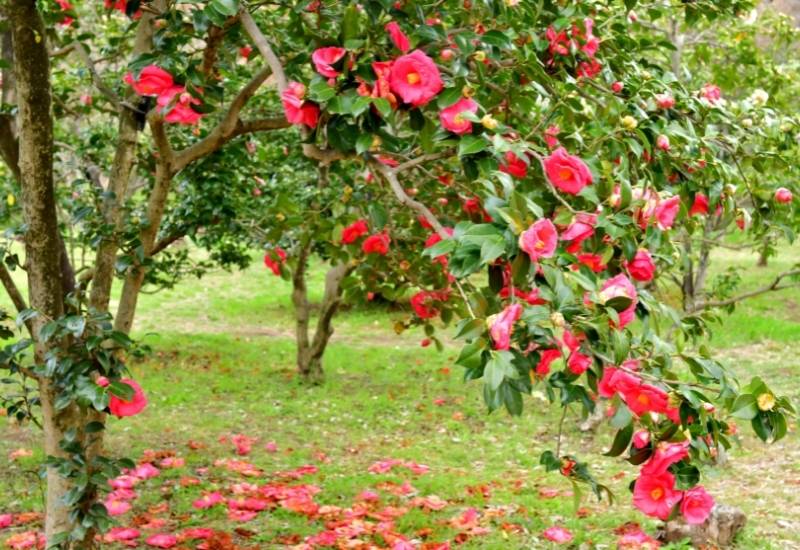 30 Shade Loving Shrubs To Brighten Up Those Dark Corner Of Your Garden 9 Camellia (Camellia sinensis)
