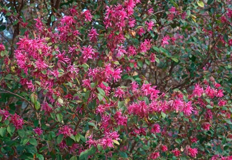 30 Shade Loving Shrubs To Brighten Up Those Dark Corner Of Your Garden 10 Chinese Fringe Flower (Loropetalum chiniense)