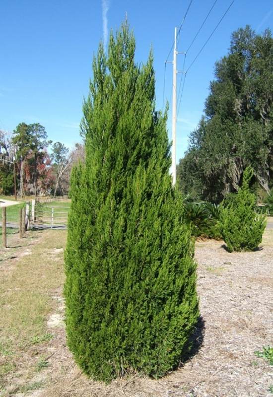 Chinese Juniper (Juniperus chinensis) (1)