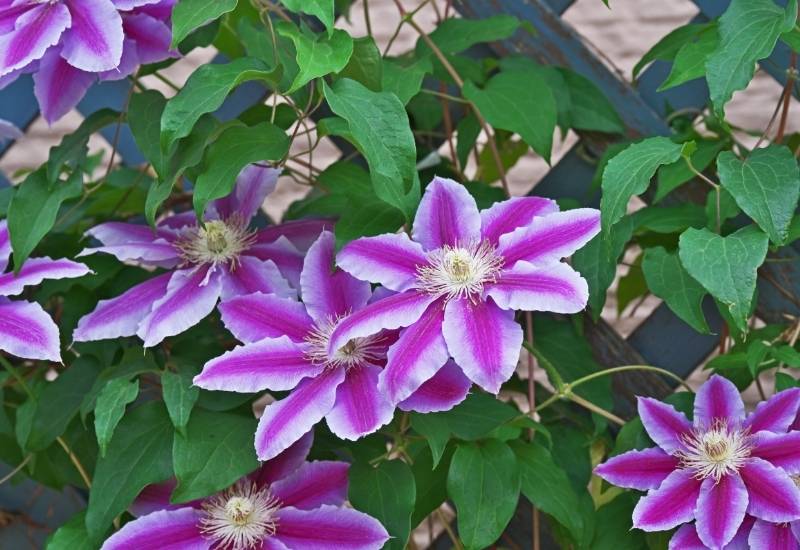 30 Shade Loving Shrubs To Brighten Up Those Dark Corner Of Your Garden 19 Clematis (Clematis spp.)