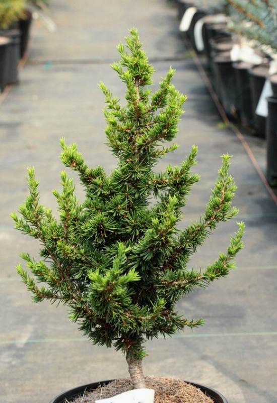 Cyprus Cedar ‘Kenwith’ (Cedrus brevifolia ‘Kenwith’)
