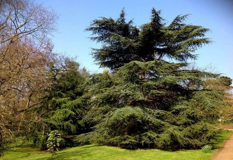 Cyprus Cedar (Cedrus brevifolia)