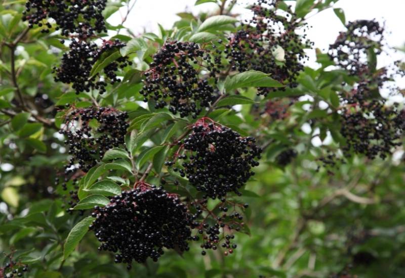 Elderberry (Sambucus racemosa)