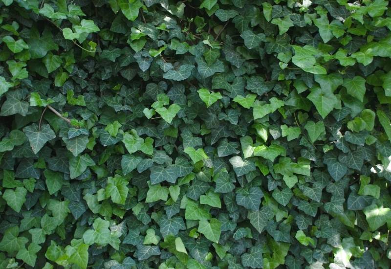 English Ivy (Hedera helix)