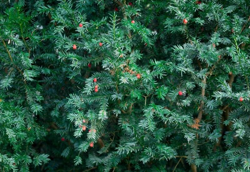 30 Shade Loving Shrubs To Brighten Up Those Dark Corner Of Your Garden 29 English Yew (Taxus baccata)