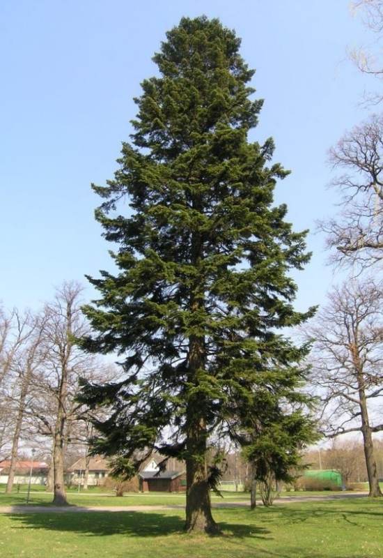 European Silver Fir (Abies alba