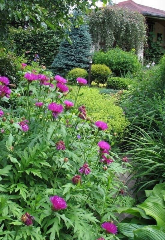 THE BEST FAST GROWING SHRUBS FOR PRIVACY