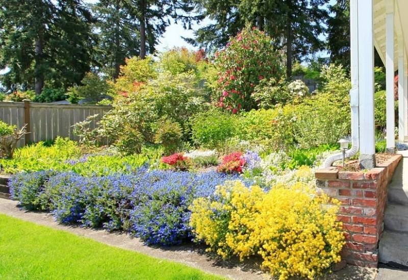 HOW YOU CAN GET PRIVACY WITH FAST GROWING SHRUBS