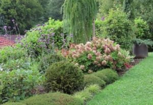 Fast Growing Shrubs for Privacy