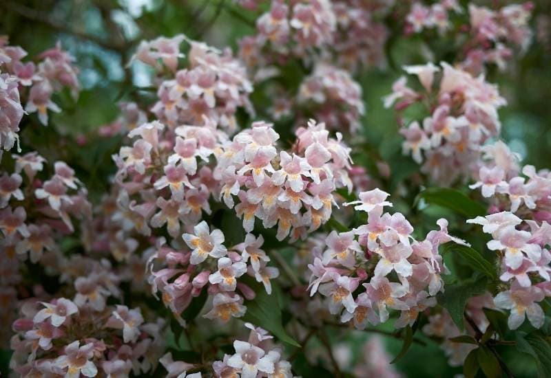 12 Prettiest Pink Flowering Shrubs To Create Vibrant Interest In Your Garden 7 Glossy abelia Hopleys