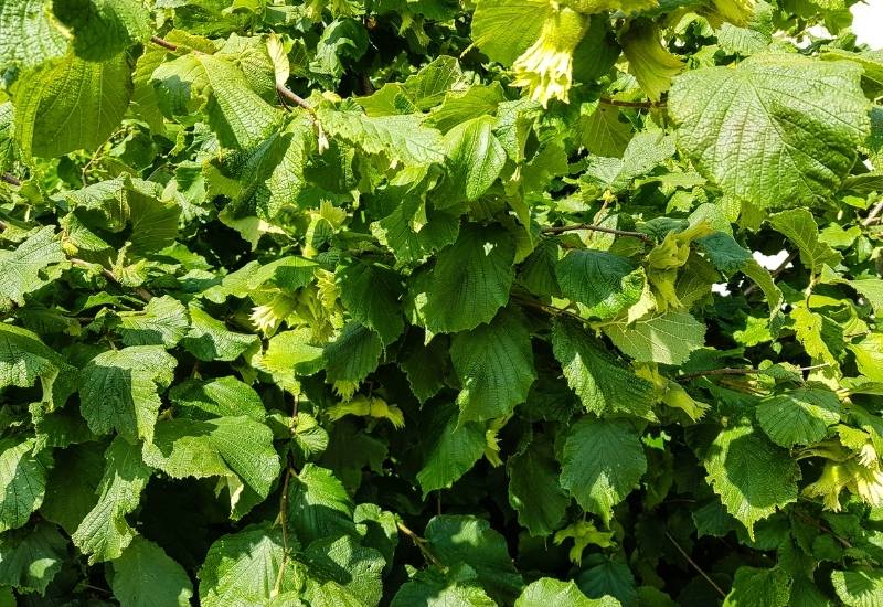 Hazelnut (Corylus spp.)