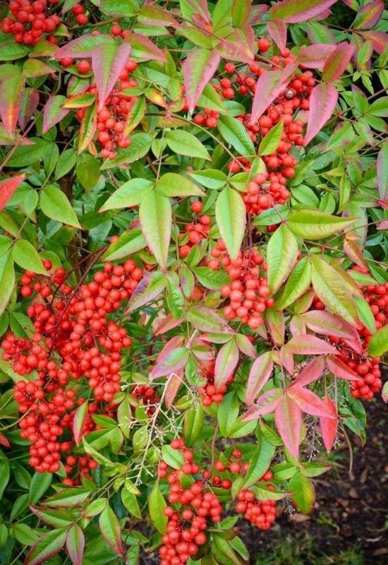 30 Shade Loving Shrubs To Brighten Up Those Dark Corner Of Your Garden 36 Heavenly Bamboo (Nandina domestica)