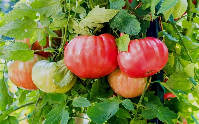 History of Beefsteak Tomatoes