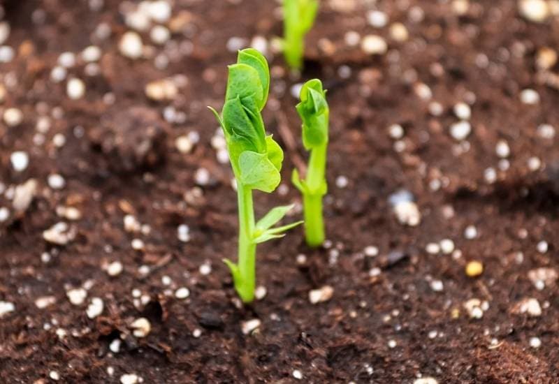 How Do Nitrogen Fixers Feed The Soil?