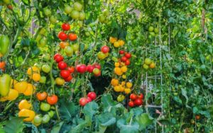 How To Grow Huge And Juicy Beefsteak Tomatoes In Your Garden
