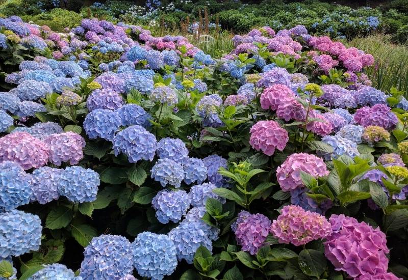 30 Shade Loving Shrubs To Brighten Up Those Dark Corner Of Your Garden 6 Hydrangea (Hydrangea macrophylla)