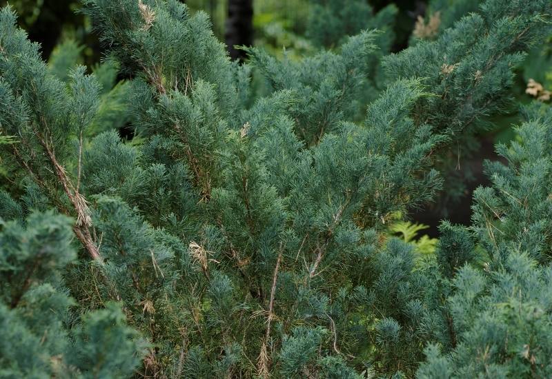 Irish Juniper (Juniperus communis ‘Hibernica’)