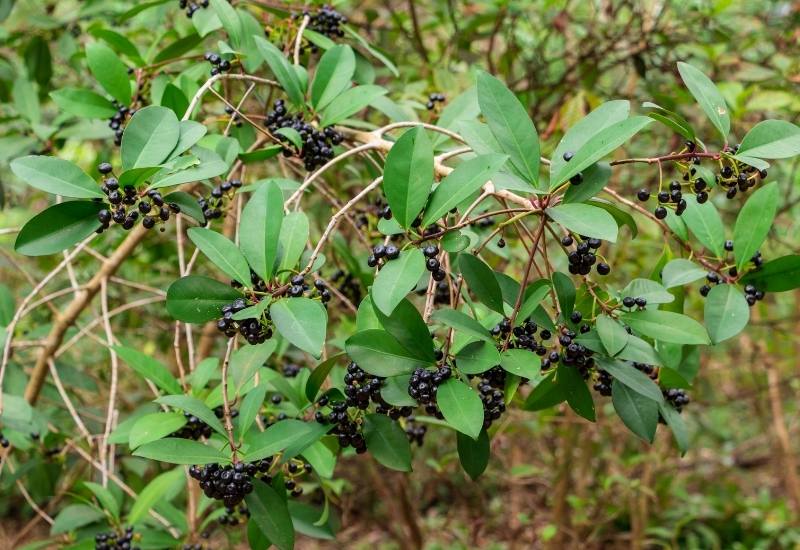 Island Marlberry (Ardisia escallonoides)