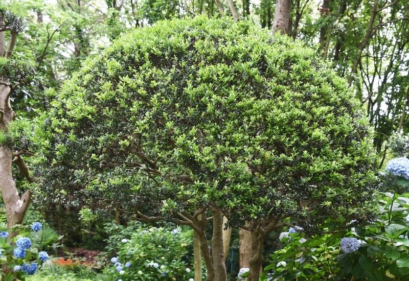 30 Shade Loving Shrubs To Brighten Up Those Dark Corner Of Your Garden 30 Japanese Holly (Ilex crenata)