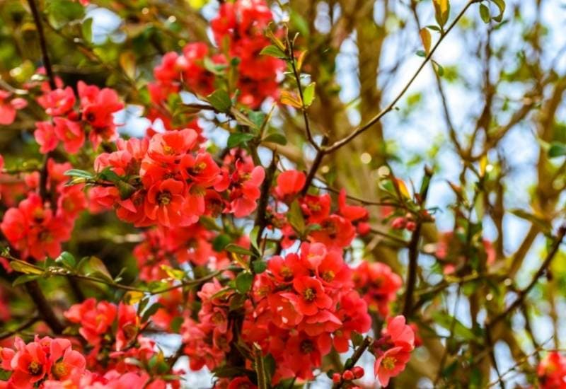 30 Shade Loving Shrubs To Brighten Up Those Dark Corner Of Your Garden 17 Japanese Quince (Chaenomeles speciosa)