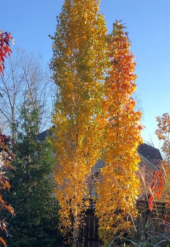 Japanese White Birch (Betula platyphylla)