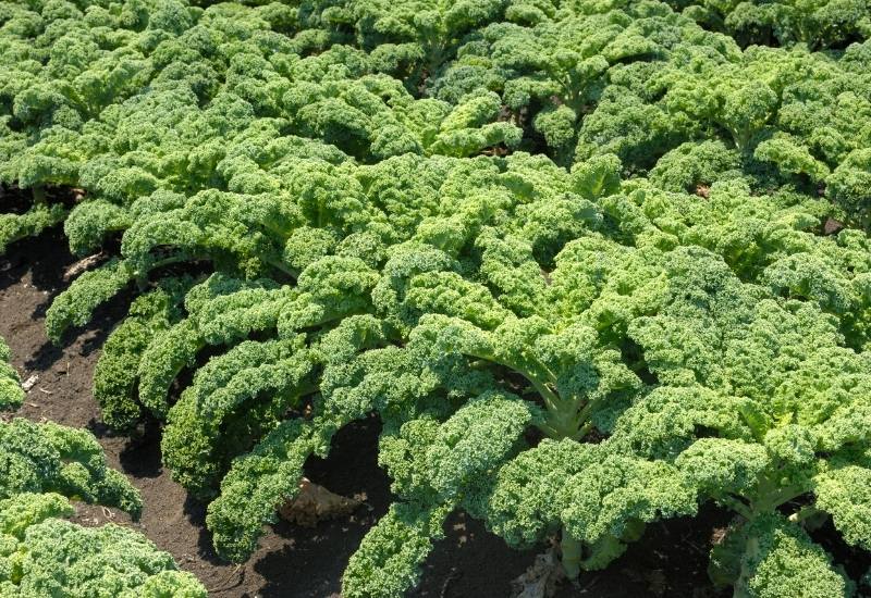 Kale