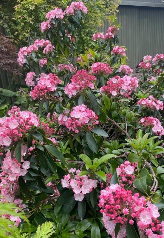 30 Shade Loving Shrubs To Brighten Up Those Dark Corner Of Your Garden 16 Mountain Laurel (Kalmia latifolia)