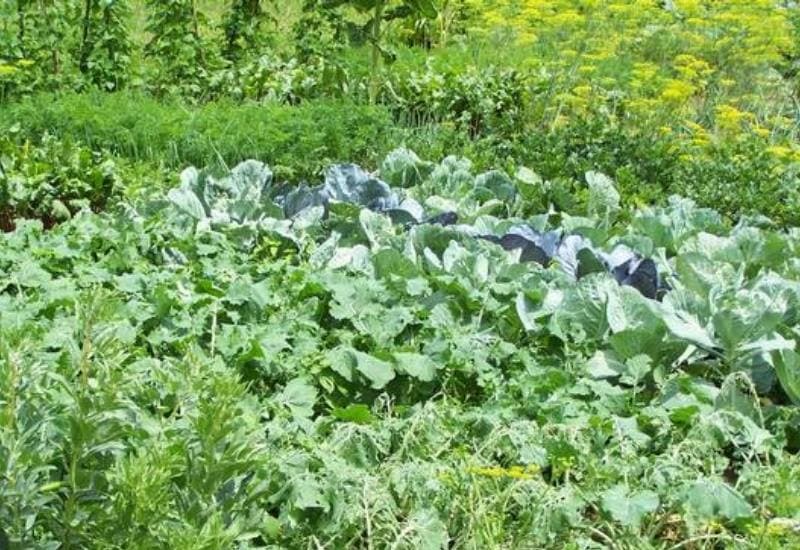 Why Plants Need Nitrogen