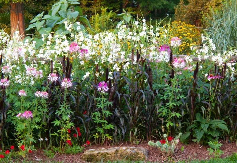 Perennial Nitrogen Fixers