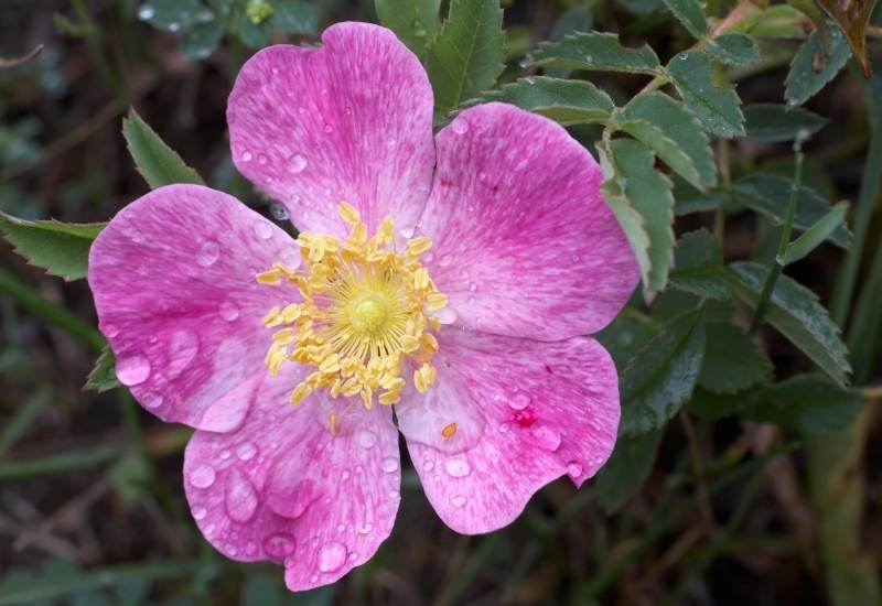 Prairie Rose (Rosa setigera)