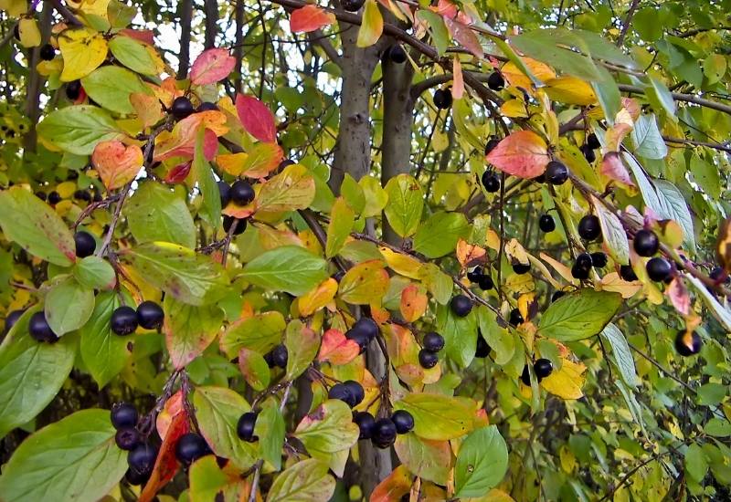 Purple Chokeberry (Photinia floribunda)